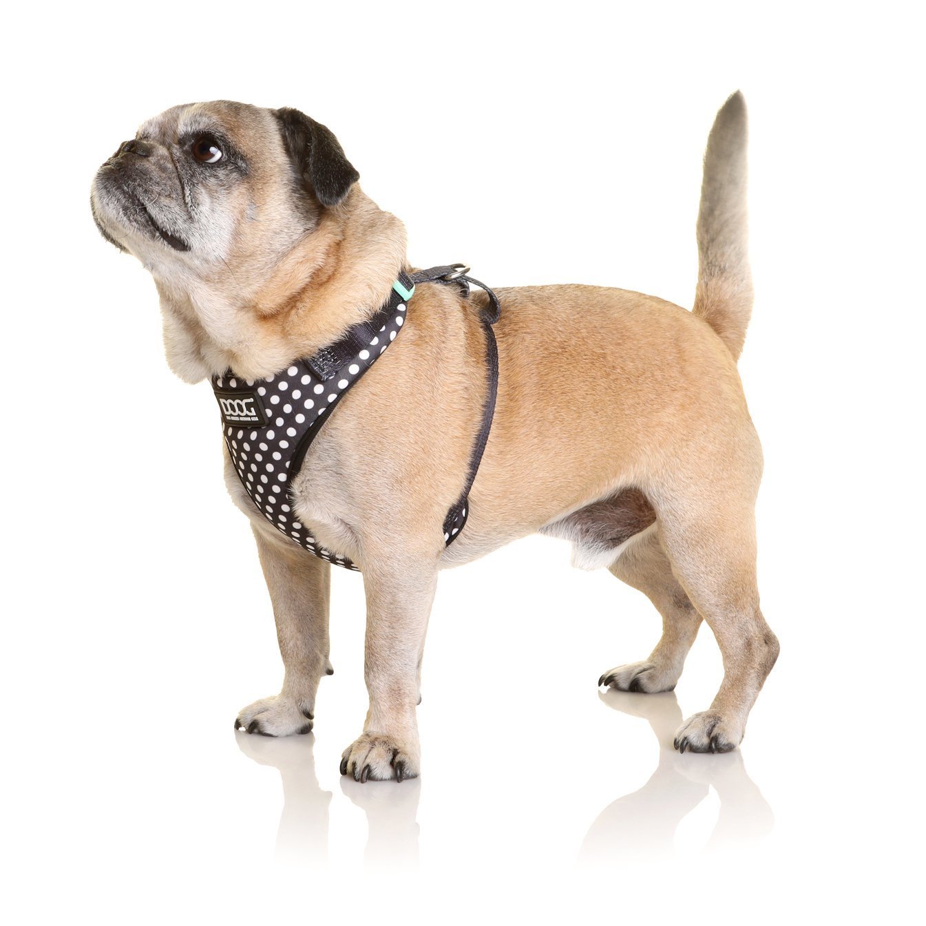 Doog Neoflex Dog Harness Pongo Extra Small - Woonona Petfood & Produce