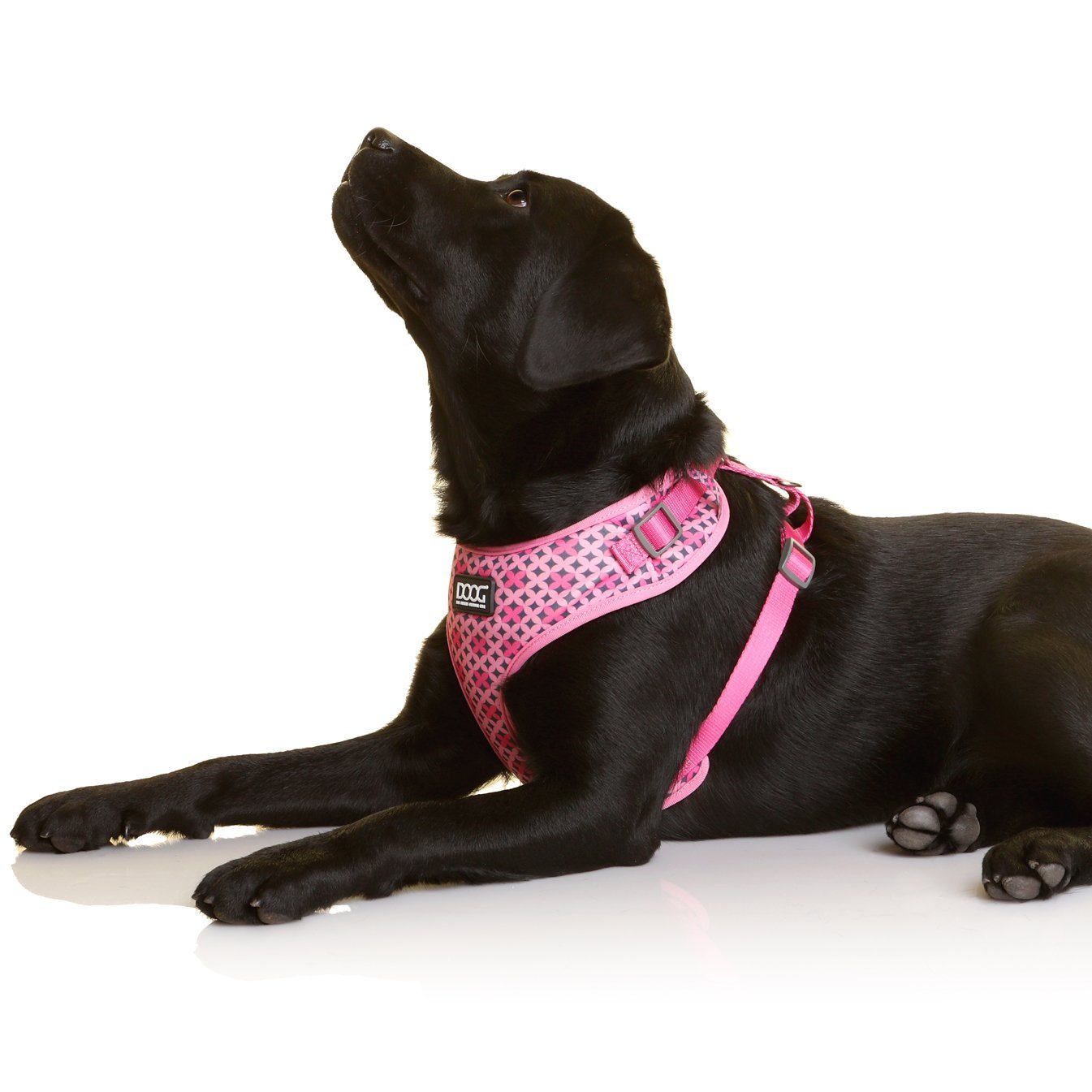 Doog Neoflex Dog Harness Toto Extra Small - Woonona Petfood & Produce
