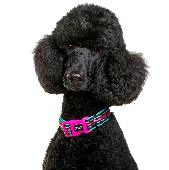 Doog Neoprene Collar Rin Tin Tin Neon - Woonona Petfood & Produce