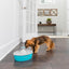 Drinkwell Butterfly Pet Fountain - Woonona Petfood & Produce