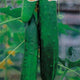 Vegetable Seeds image