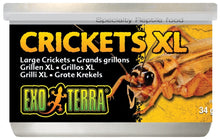 Exo Terra Canned Crickets Small - Woonona Petfood & Produce