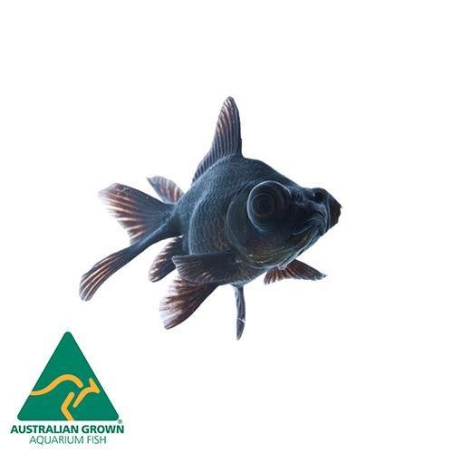 Fish L Black Moor 5cm - Woonona Petfood & Produce