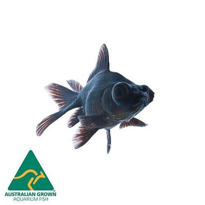 Fish L Black Moor 5cm - Woonona Petfood & Produce