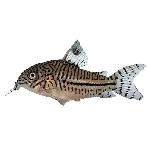 Fish L Catfish Corydoras Assorted 3.5cm - Woonona Petfood & Produce