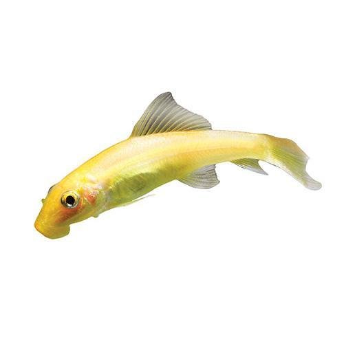 Fish L Catfish Gold Sucking 5cm - Woonona Petfood & Produce