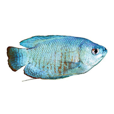 Fish L Gourami Blue Coral Dwarf 5cm - Woonona Petfood & Produce