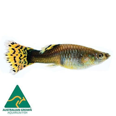 Fish L Guppy Female 3.5cm - Woonona Petfood & Produce