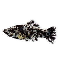 Fish L Molly 5cm - Woonona Petfood & Produce