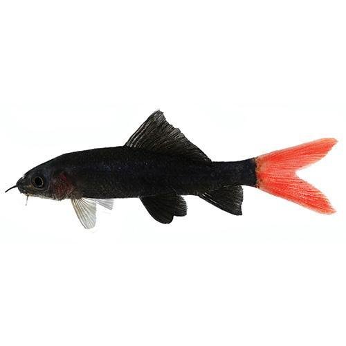 Fish L Shark Rainbow 5cm - Woonona Petfood & Produce