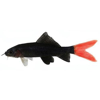 Fish L Shark Red Tail Black 5cm - Woonona Petfood & Produce