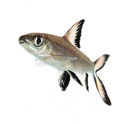 Fish L Shark Silver 5cm - Woonona Petfood & Produce