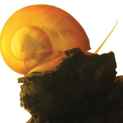 Fish L Snails Gold Mystery Xlarge - Woonona Petfood & Produce