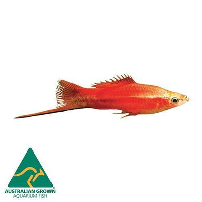 Fish L Swordtail 4.5cm - Woonona Petfood & Produce