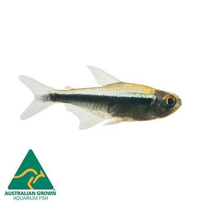 Fish L Tetra Black Neon - Woonona Petfood & Produce