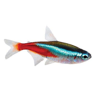 Fish L Tetra Neon 2.5cm - Woonona Petfood & Produce