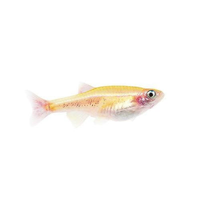 Fish L White Cloud 3cm - Woonona Petfood & Produce