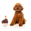 Fuzzyard Dog Toy - Birthday Cupcake - Woonona Petfood & Produce