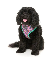 Fuzzyard Fiesta Harness - Woonona Petfood & Produce
