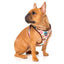 Fuzzyard Go Nuts Dog Harness - Woonona Petfood & Produce
