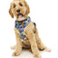 Fuzzyard Mahalo Dog Harness - Woonona Petfood & Produce