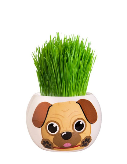 Grass Grow Kit Puppy Border Collie - Woonona Petfood & Produce