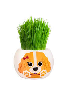 Grass Grow Kit Puppy Border Collie - Woonona Petfood & Produce
