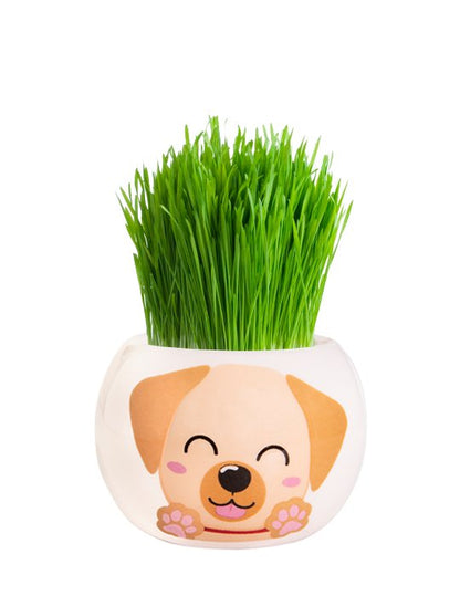 Grass Grow Kit Puppy Border Collie - Woonona Petfood & Produce