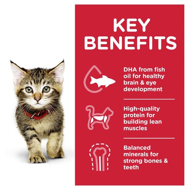 Kitten healthy development best sale