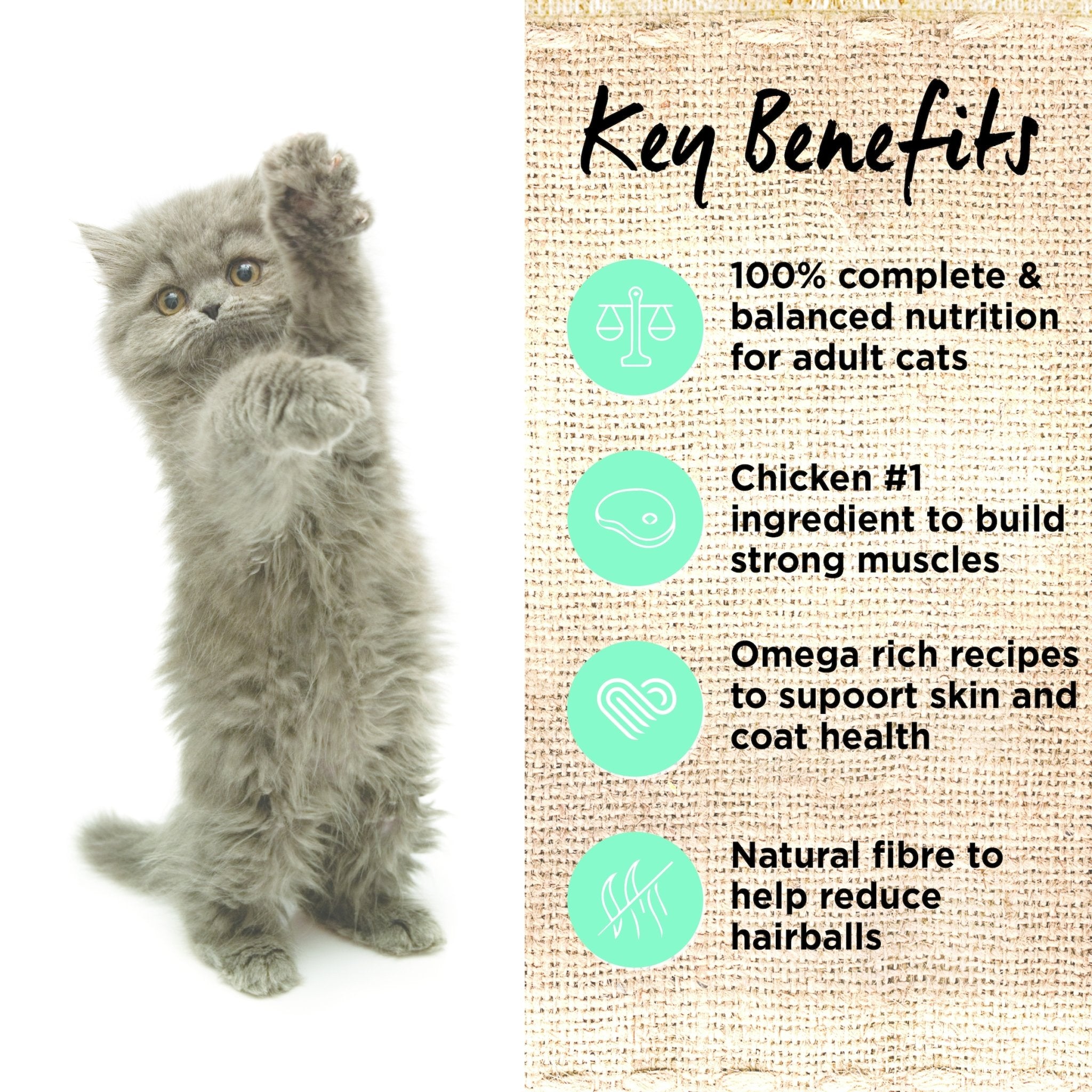 Ivory coat 2024 kitten food