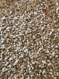 Jap Millet per - Woonona Petfood & Produce