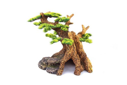 Kazoo Bonsai Plant - Woonona Petfood & Produce