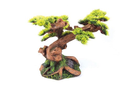 Kazoo Bonsai Plant - Woonona Petfood & Produce