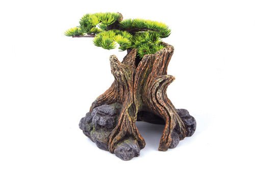 Kazoo Bonsai Plant - Woonona Petfood & Produce