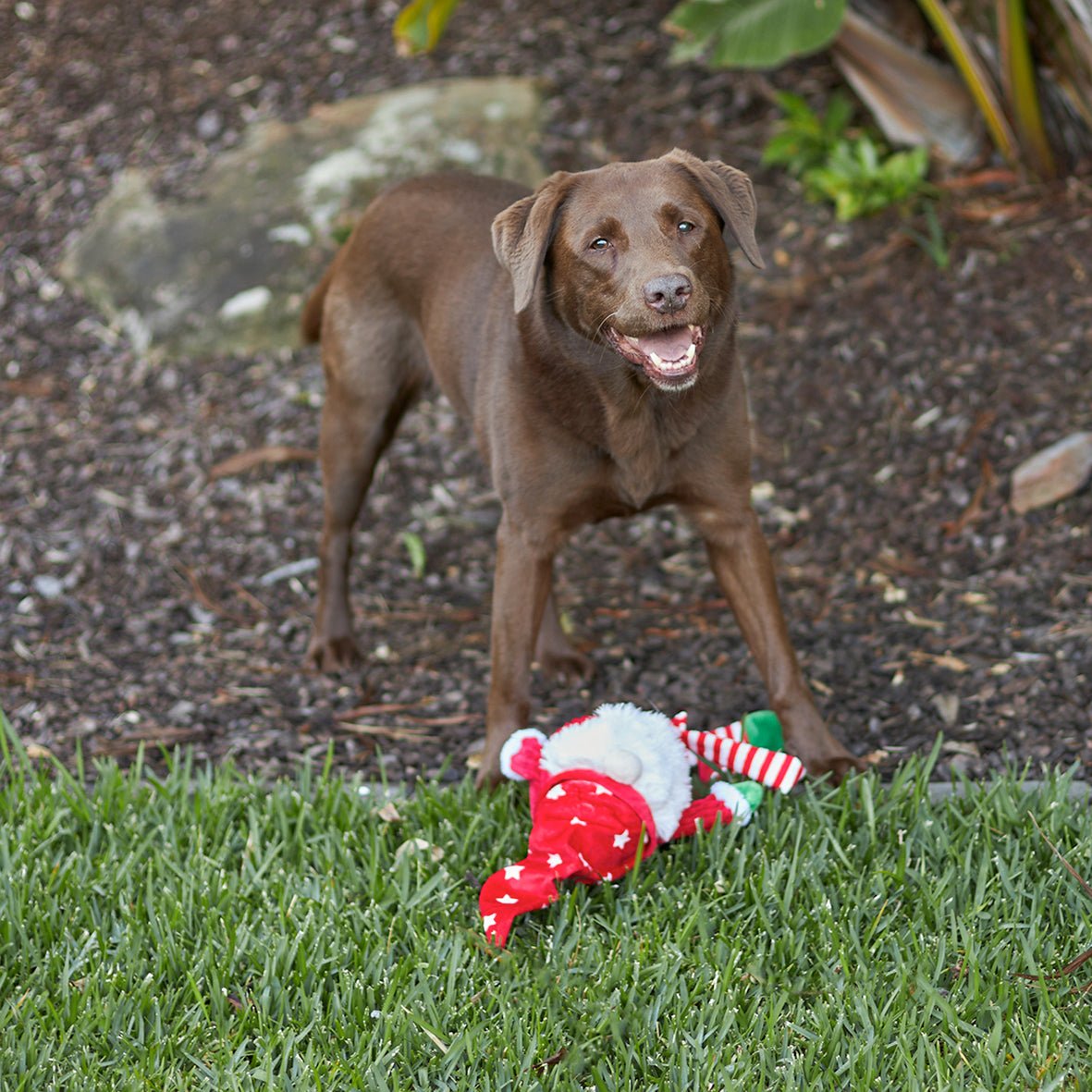 Kazoo Christmas Long Legged Santa Giant - Woonona Petfood & Produce