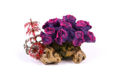Kazoo Coral With Plant - Woonona Petfood & Produce
