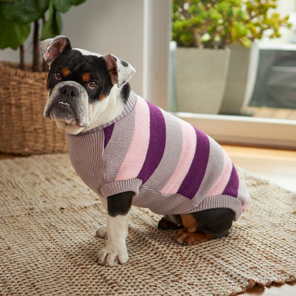 Kazoo store dog jumper