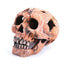 Kazoo Skull Medium - Woonona Petfood & Produce