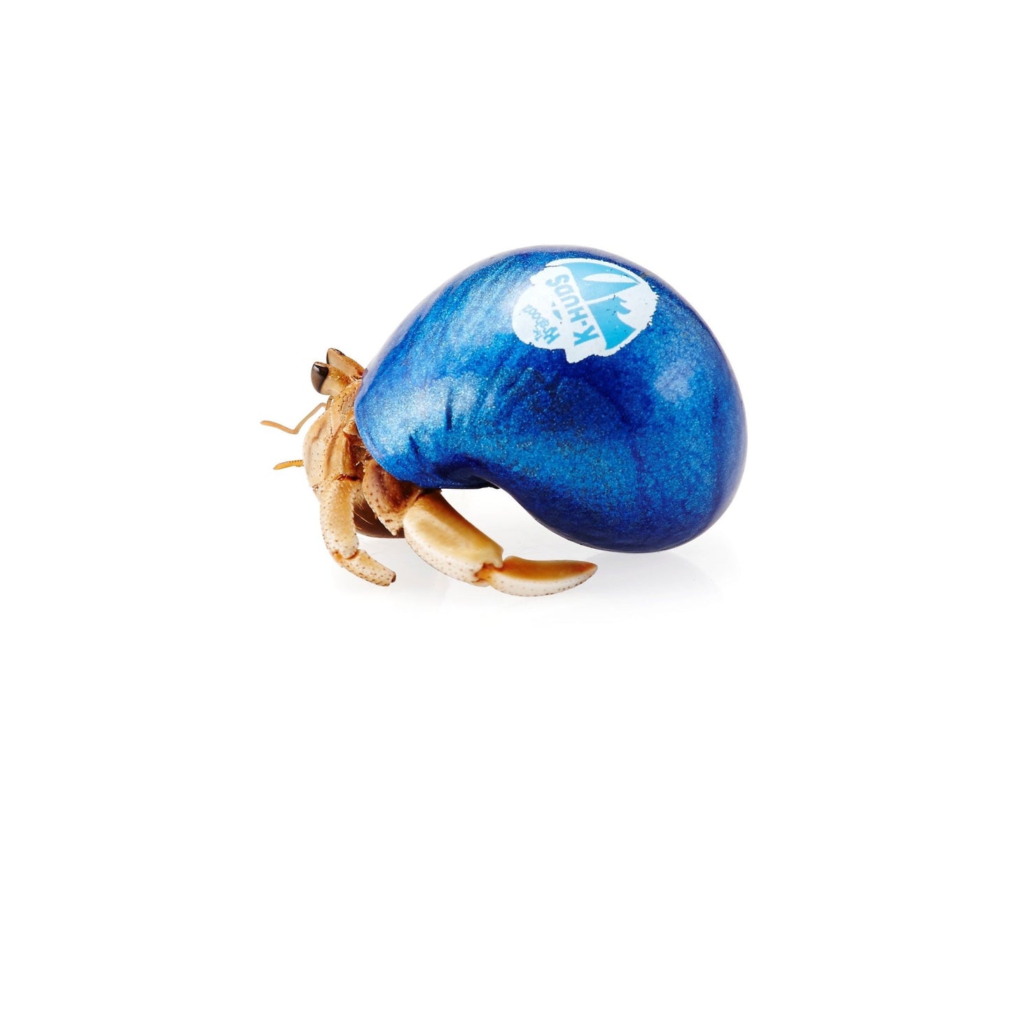 Krabooz Hermit Crabs Coloured Small - Woonona Petfood & Produce