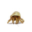 Krabooz Hermit Crabs Natural - Woonona Petfood & Produce