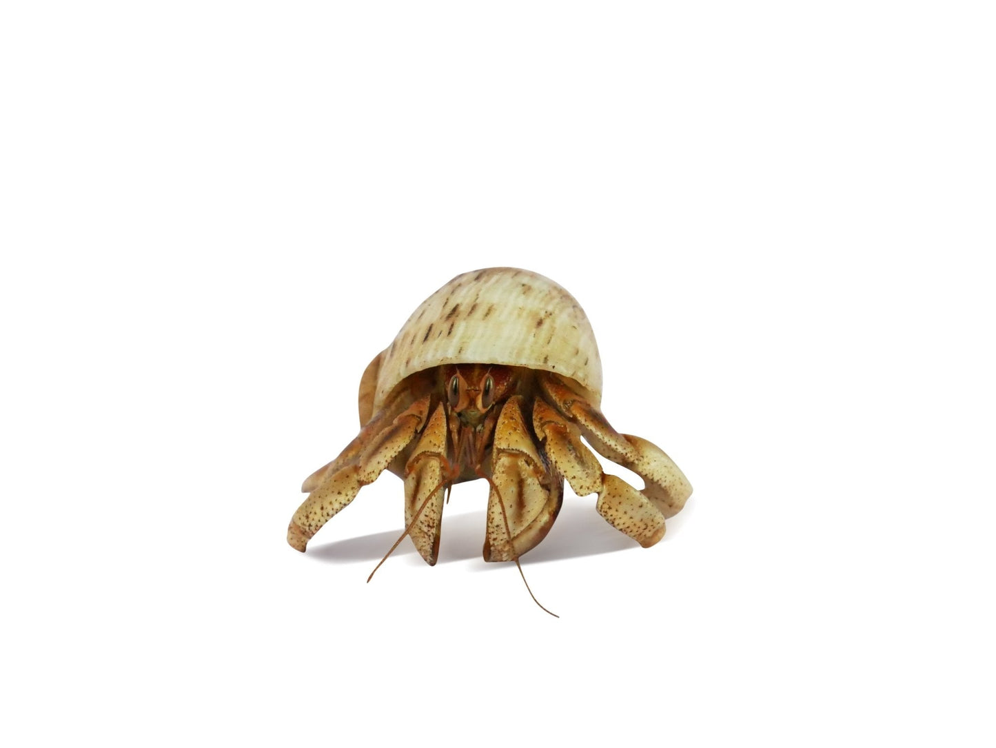 Krabooz Hermit Crabs Natural - Woonona Petfood & Produce
