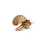 Krabooz Hermit Crabs Small Natural - Woonona Petfood & Produce