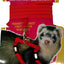 Living World Ferret Harness/Lead Set - Woonona Petfood & Produce