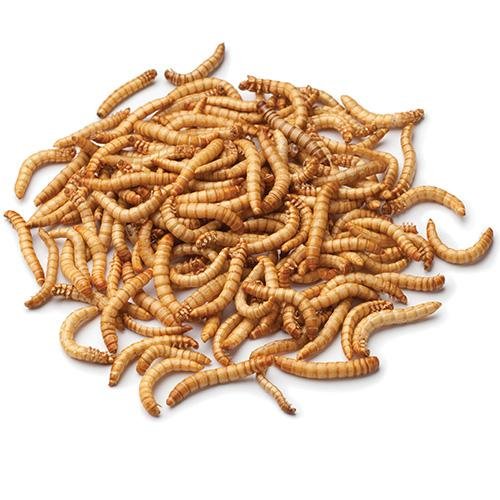 Meal Worms Tub – Woonona Petfood & Produce