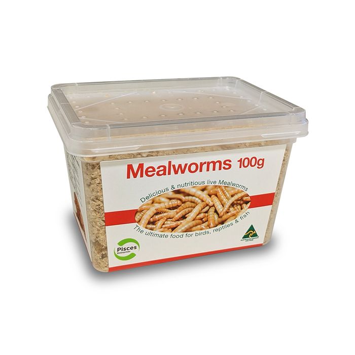 Meal Worms Tub Woonona Petfood Produce