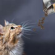 Meals For Meows Gluten Free Kangaroo & Turkey 2.5kg - Woonona Petfood & Produce