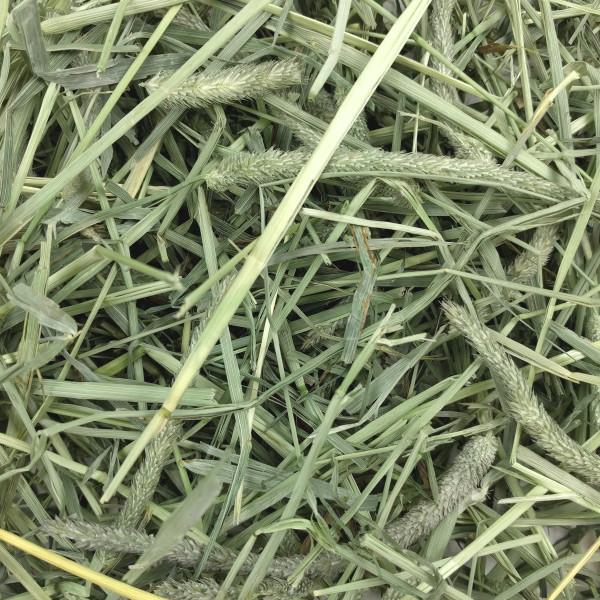 Oxbow Western Timothy Grass 4kg - Woonona Petfood & Produce