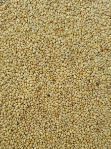 Panicum - Woonona Petfood & Produce