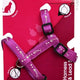 Cat Collars, Leads and Harnesses image