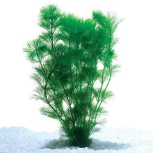 Plant Live - Ambulia - Woonona Petfood & Produce